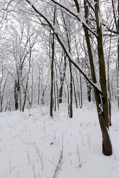 冬季には多くの裸の落葉樹があり、霜や降雪の後、木は雪で覆われ、公園や冬の森の雪の吹きだまり、雪の中に足跡があります