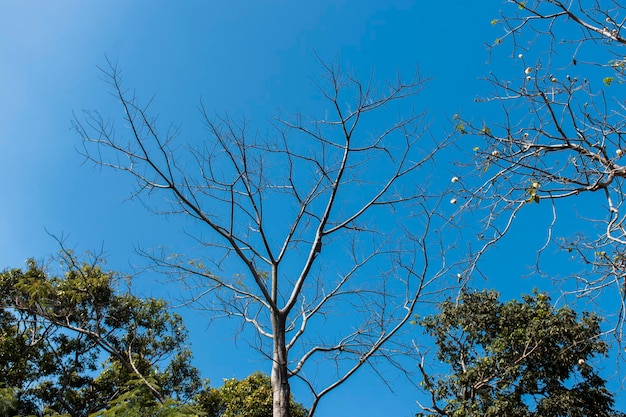 写真 葉のない枝だけの大きな木。