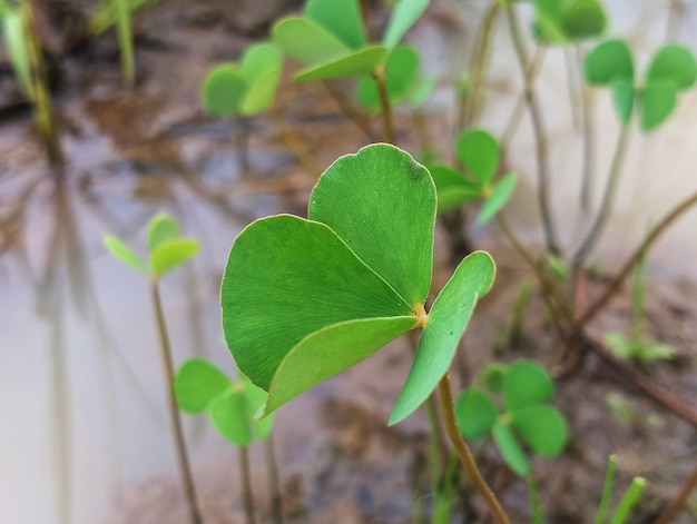 写真 ハート型の葉を持つ葉の多い植物