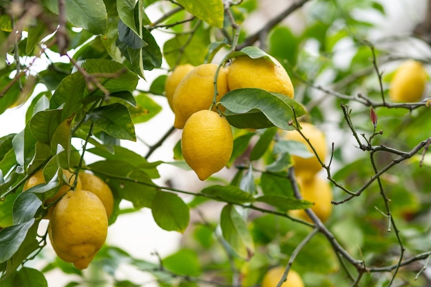 Фото Лимонное дерево со спелыми лимонами на нем.