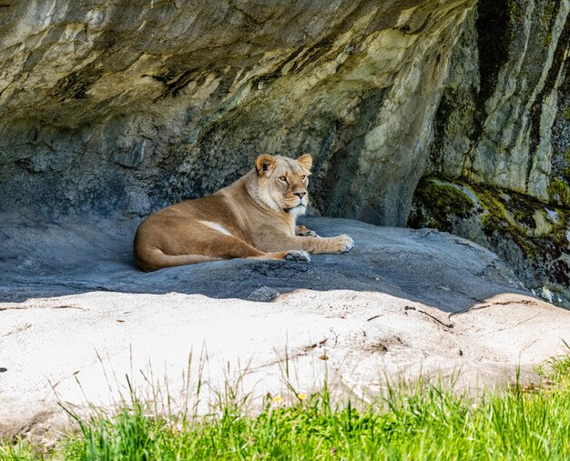 Фото Лев отдыхает на скале в зоопарке вудленд-парк в сиэтле, штат вашингтон