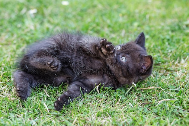 写真 小さな黒い子猫が横たわり、芝生で遊ぶ ペットファームのコンセプト