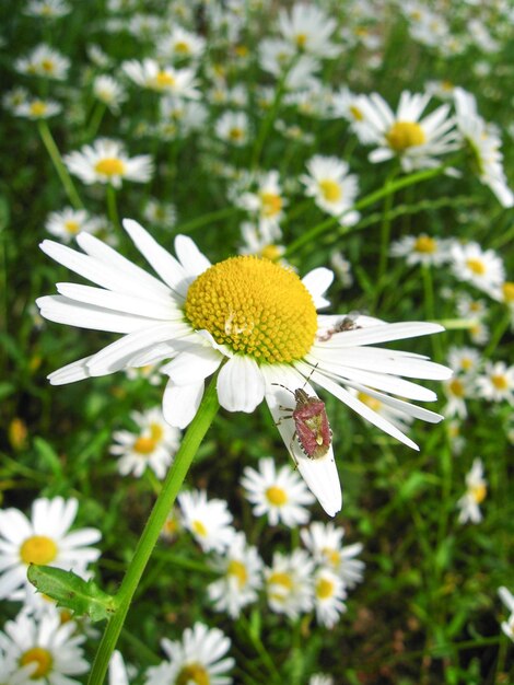 写真 白いカモミールの上の小さな虫