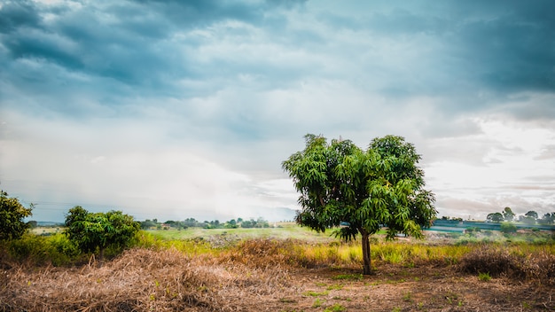 写真 緑の木のフィールドで少し曇りの風景