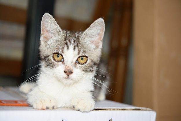 写真 小さなかわいい子猫が段ボール箱に座っています