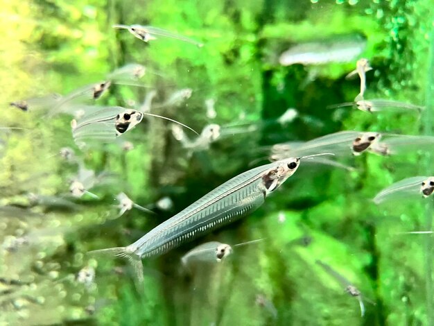 写真 緑の海の小さな魚