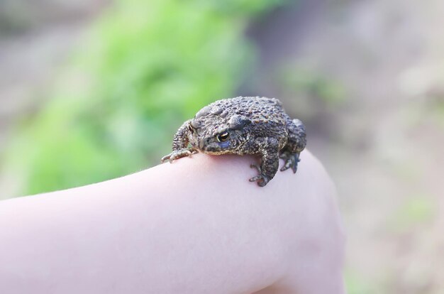 写真 子供の手の中の小さな緑のカエル