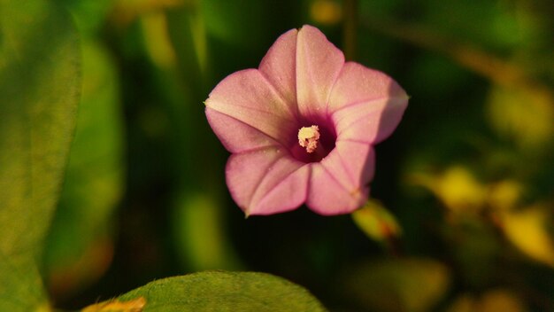 写真 五角形の星のような小さなピンク色の花形。