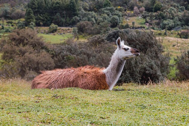 写真 背景に畑がある草の上に横たわっているラマ