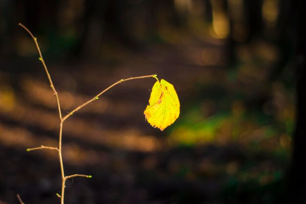 写真 森の枝に孤独な秋の葉