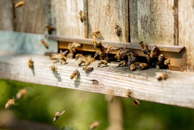 Фото Многие пчелы возвращаются в улей и входят в улей с собранным цветочным нектаром и цветочной пыльцей рой пчел, собирающих нектар из цветов здоровый органический фермерский мед