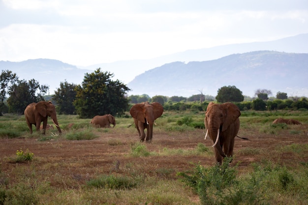多くの象がケニアの草原を歩いています