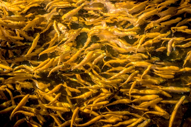 Много золотой форели плавает в пруду на форелевой ферме