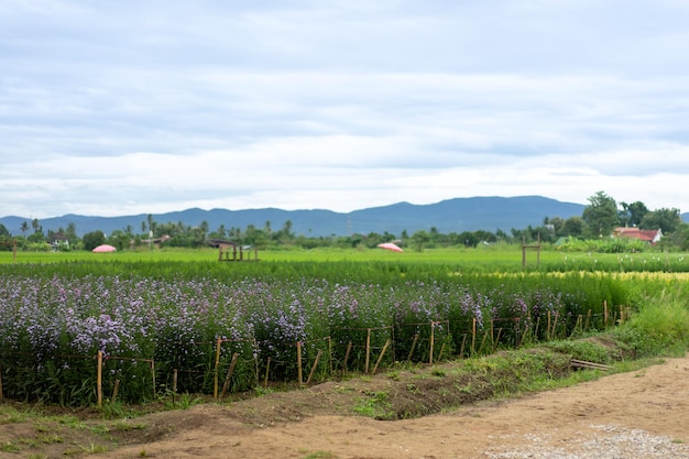 写真 たくさんの小さな紫の花と背景の庭の緑の葉