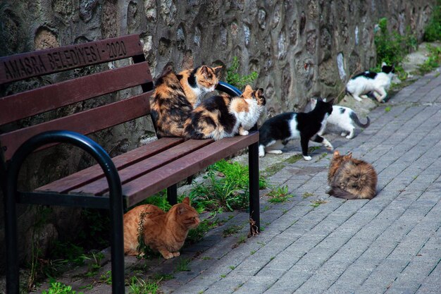 写真 トルコの街の通りにあるベンチに多くの街猫が座っています