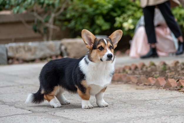 野生の素敵な犬