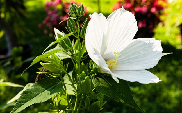 写真 魔法のようなヒビスカスの花