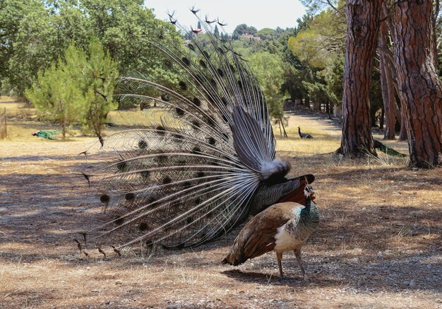 写真 公園で雄のタコがメスのタコの前で求愛ダンスを踊る