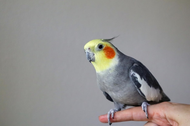 写真 左側を見ている指の上に座っている男性の飼い主コカティエル