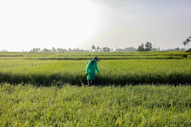 Фото Мужчина распыляет рисовые стимуляторы на рисовом поле.