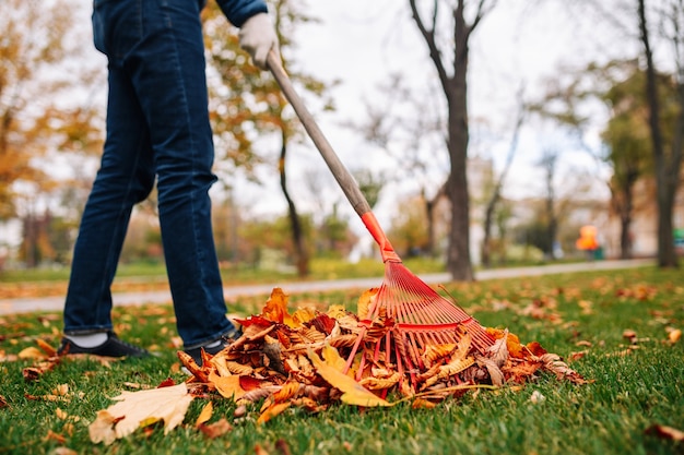 写真 熊手を持つ男が裏庭の葉を掃除しています。秋の風景。緑の草の上に紅葉の山。