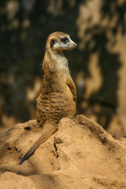 写真 ミーアキャットが動物園の岩の上に座っています。