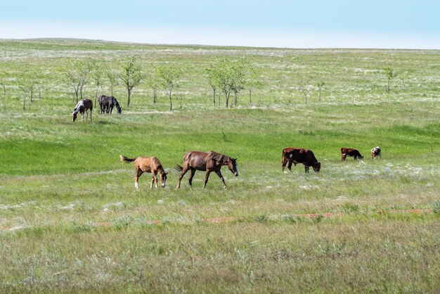 羽毛草原の馬と牛の混合群れロシアの晴れた夏の日に撮影された写真