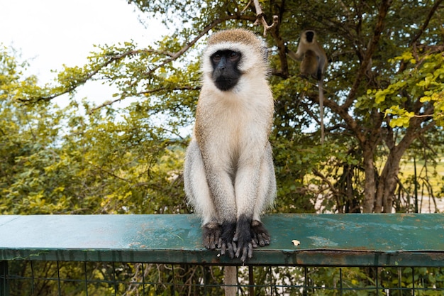 写真 タンザニア、アフリカのタランギーレ国立公園の柵に座っているサル