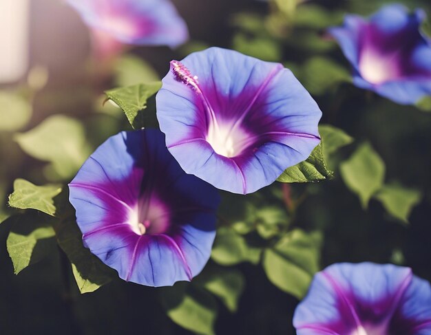 写真 朝の栄光の花