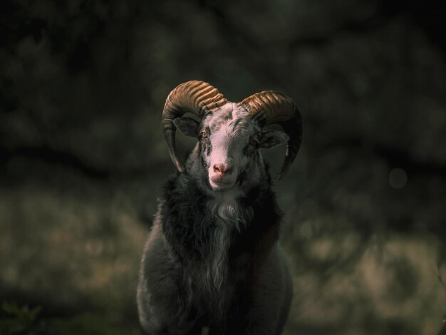 Фото Горная коза смотрит на камеру в заснеженном лесу