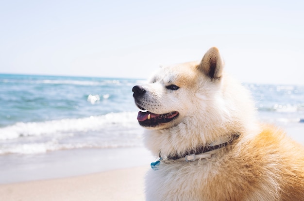 사진 해변에 있는 멋진 아키타 이누 개, 여름날, 아키타 이누, 여행 컨셉