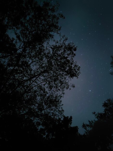 写真 前景に星と木がある夜空