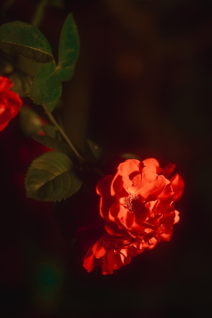 Фото Одна красная роза на темном фоне мягкий фильтр