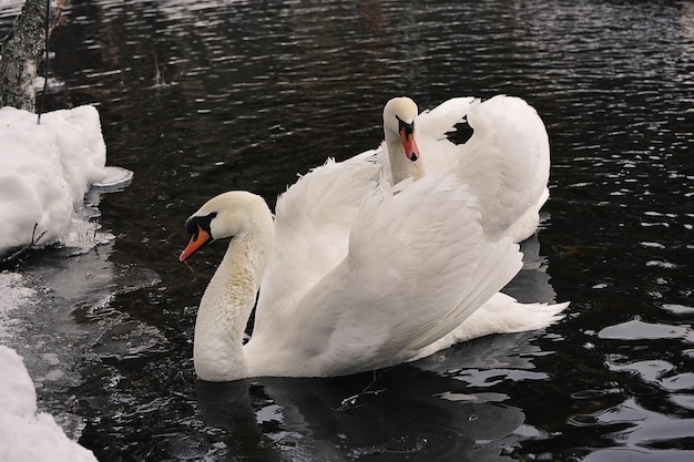 写真 白い白鳥のペアが泳ぐ