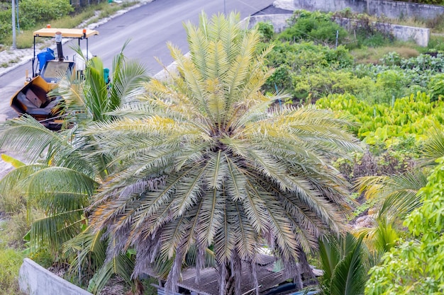 写真 ヤシの木が上から見られ、背景に道路があります。