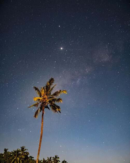 Фото Пальма на пляже под звездным небом.