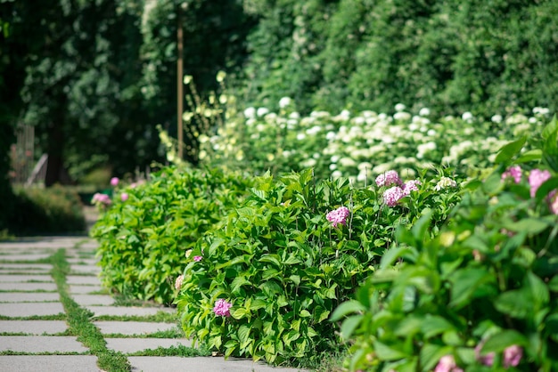Фото Тропинка в саду с цветами и растениями