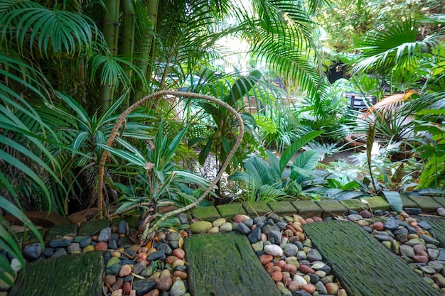 写真 岩や植物のある熱帯庭園を通る道