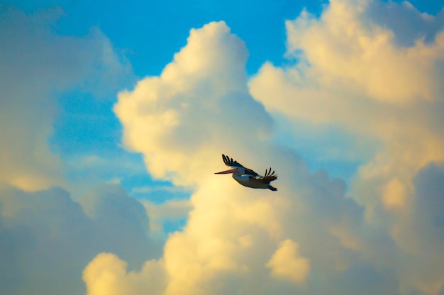 写真 活気のある雲に満ちた空の高さで悲しんでいるペリカン