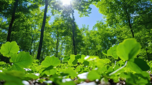 写真 緑の葉と澄んだ青い空に点滅した太陽の光のある森の写真