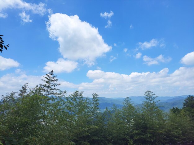 Фото Фото горного ландшафта с пышными зелеными деревьями