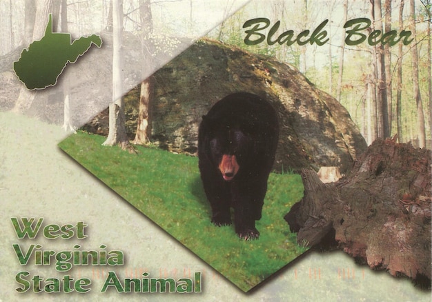 Foto a picture of a black bear with the title black on it