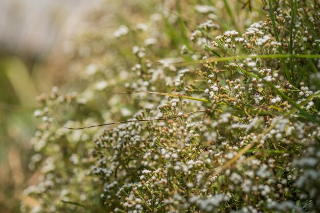 写真 ボケ背景の野生の草の絵