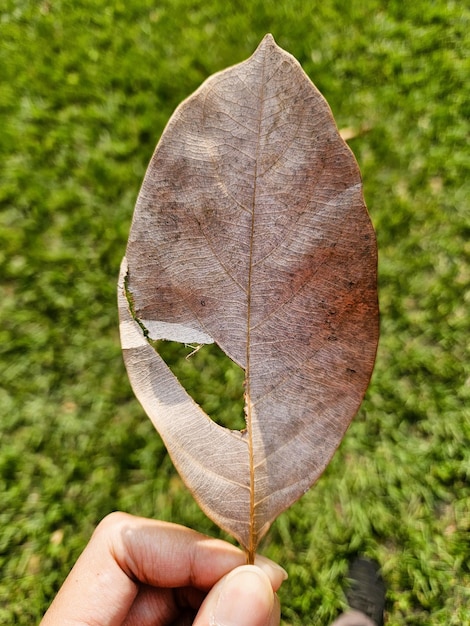 사진 건조한 잎 조각