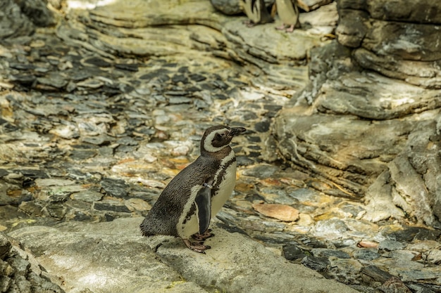 写真 リスボンの漁場で横から見た豚