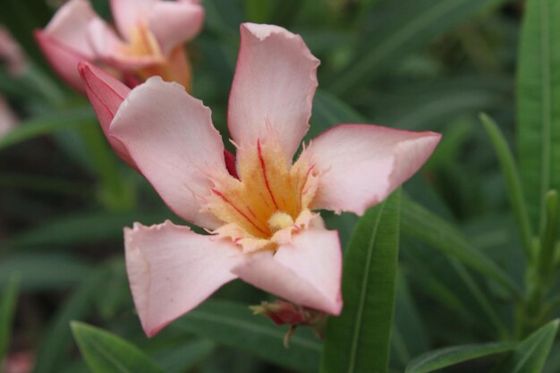 写真 ピンクと黄色の花とピンクの中心