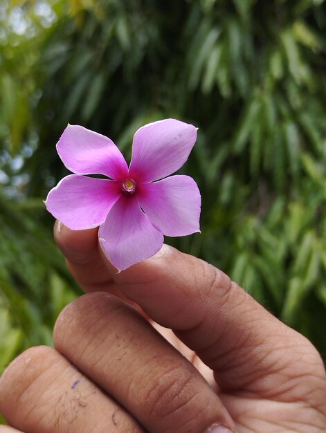 写真 手にはピンクの花