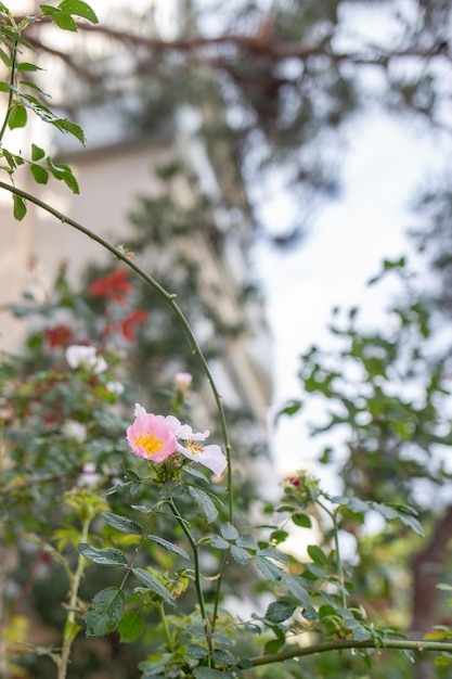 写真 建物の前にあるピンクの花