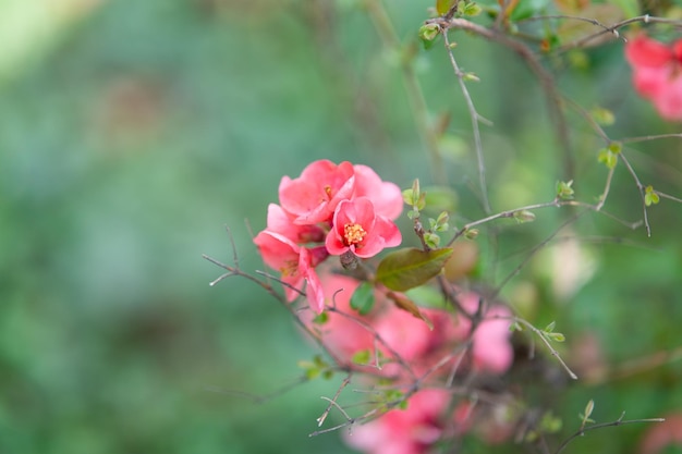 写真 花の中心に黄色い中心のピンクの花があります。