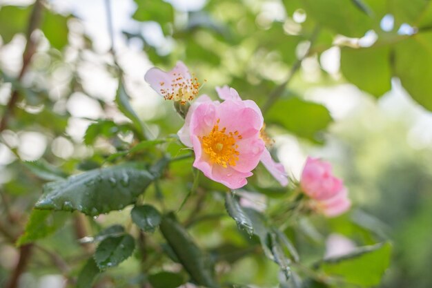 写真 中央が黄色のピンクの花